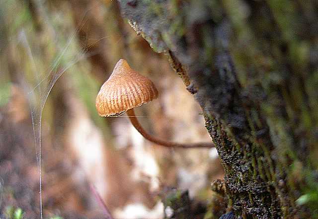 Una strana Galerina  lillipuziana